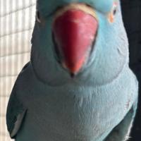 Parrochetto dal collare femmina R.e.g.a.l.o