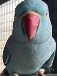Parrochetto dal collare femmina R.e.g.a.l.o