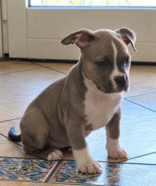 Cucciola Femmina American Bully ABKC