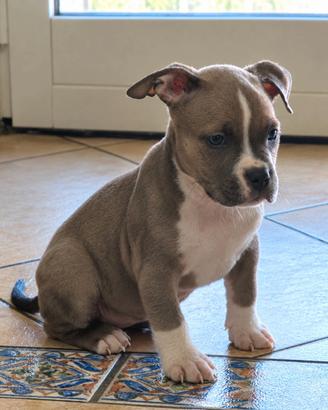 Cucciola Femmina American Bully ABKC