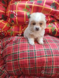 Martese militoi femmina