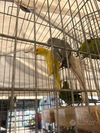 Parrochetto dal collare