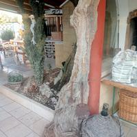 fetta di tronco d'ulivo