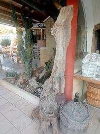 fetta di tronco d'ulivo