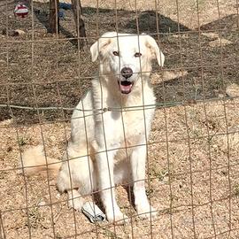 Ellen una timida in canile
