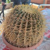 cuscino della suocera 