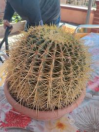 cuscino della suocera 