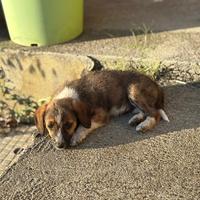 Cuccioli segugio maremmano