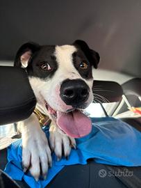 Beethoven desidera una famiglia