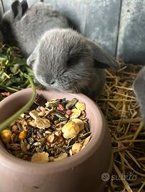 Conigli nani ariete blu