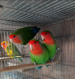 Inseparabili maggiorati maschi