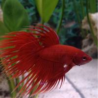 Betta splendens maschi crowntail red