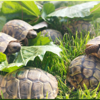 Tartarughe di terra 2023 - Testudo THB