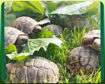 Tartarughe di terra 2023 - Testudo THB