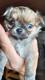 Cuccioli di Chihuahua