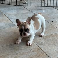 Cucciola bulldog francese