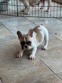 Cucciola bulldog francese