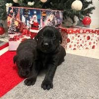 Cuccioli di Labrador