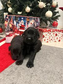 Cuccioli di Labrador