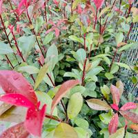 Siepe photinia rossa altezza 1.20