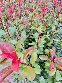 Siepe photinia rossa altezza 1.20