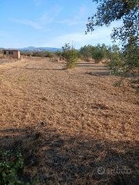 terreno agricolo