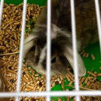 Coniglio nano ariete