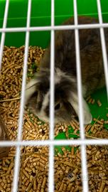 Coniglio nano ariete