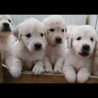 Cuccioli Golden retriever