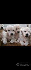 Cuccioli Golden retriever