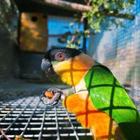 Coppie e singoli pappagalli all.a mano