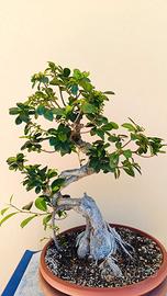 bonsai ficus gingseng