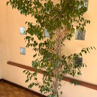 Benjamin  ficus