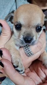 Cuccioli di Chihuahua