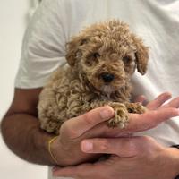 Maltipoo riccio riccio " mini toy " marrone