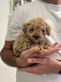 Maltipoo riccio riccio " mini toy " marrone