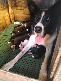 Cuccioli Border Collie con pedigree