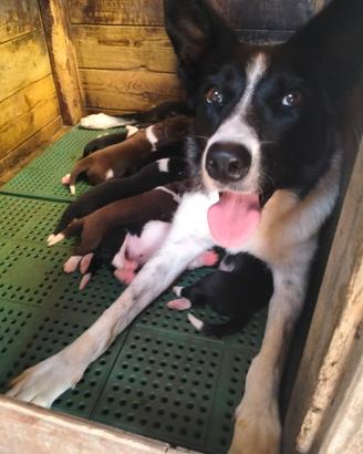 Cuccioli Border Collie con pedigree