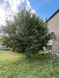 Casa in provincia di Arcidosso sull'Amiata