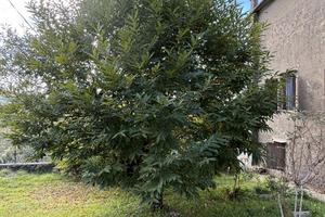 Casa in provincia di Arcidosso sull'Amiata