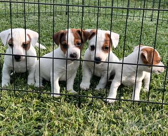 Jack Russell