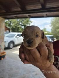 Maltipoo