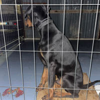 Doberman