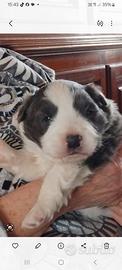 Cuccioli border collie