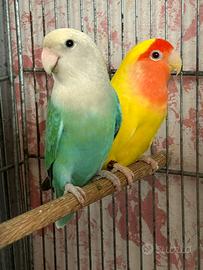 Pulli inseparabile roseicollis