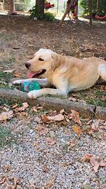 Labrador con pedigree per monta