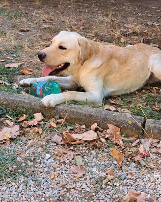 Labrador con pedigree per monta