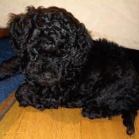 Cuccioli di barboncino