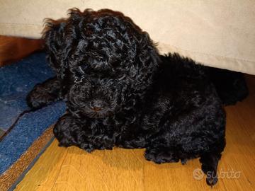 Cuccioli di barboncino