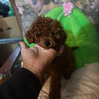 Barboncino Toy al limite con il nano